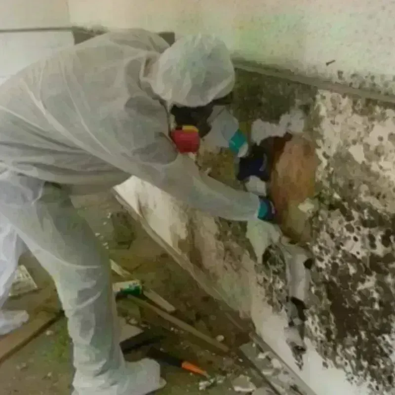 Mold Remediation and Removal in Clayton, CA